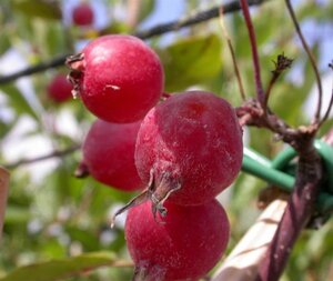 Malus 'Red Obelisk' 8-10 Hoogstam wortelgoed