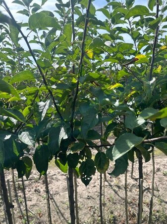 Malus 'Royalty' 6-8 Halfstam wortelgoed - afbeelding 2