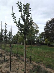 Malus 'Red Sentinel' 10-12 Hoogstam wortelgoed - afbeelding 2