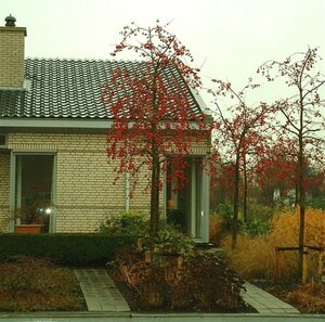 Malus 'Red Sentinel' 10-12 Hoogstam wortelgoed
