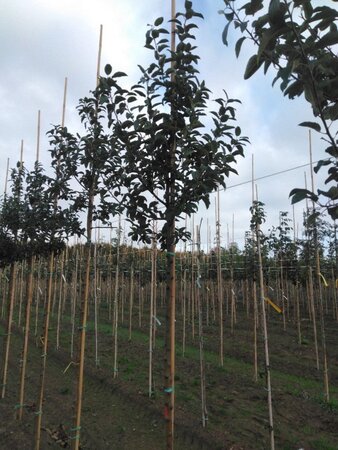 Malus 'Red Sentinel' 10-12 Hoogstam wortelgoed - afbeelding 4