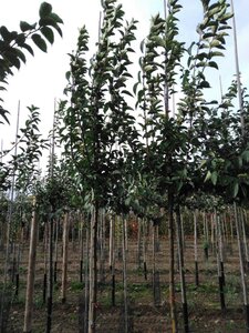 Malus 'Red Sentinel' 10-12 Hoogstam wortelgoed - afbeelding 5