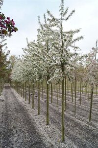 Malus 'Red Sentinel' 12-14 Hoogstam draadkluit 2 X verplant