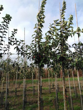 Malus 'Red Sentinel' 12-14 Hoogstam wortelgoed 2 X verplant