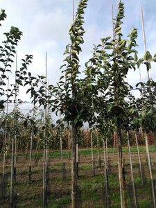 Malus 'Red Sentinel' 12-14 Hoogstam wortelgoed 2 X verplant