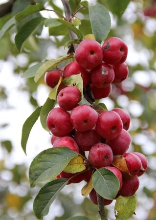Malus 'Red Sentinel' 125-150 cm wortelgoed 5-8 tak struik - afbeelding 4