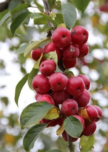 Malus 'Red Sentinel' 125-150 cm wortelgoed 5-8 tak struik - afbeelding 4