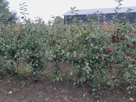 Malus 'Red Sentinel' 150-175 cm draadkluit meerstammig