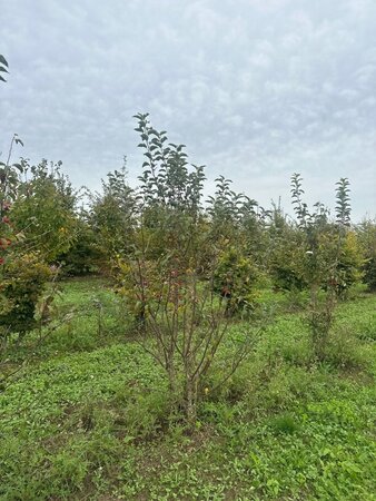 Malus 'Red Sentinel' 200-250 cm draadkluit meerstammig - afbeelding 2