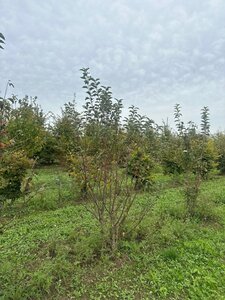 Malus 'Red Sentinel' 200-250 cm draadkluit meerstammig - afbeelding 2