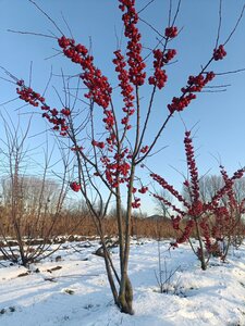 Malus 'Red Sentinel' 200-250 cm draadkluit meerstammig