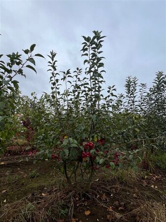 Malus 'Red Sentinel' 200-250 cm draadkluit meerstammig - afbeelding 1