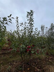 Malus 'Red Sentinel' 200-250 cm draadkluit meerstammig - afbeelding 1