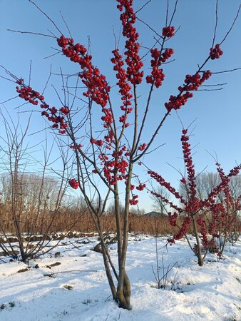 Malus 'Red Sentinel' 250-300 cm draadkluit meerstammig