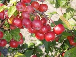 Malus 'Red Sentinel' 8-10 Halfstam wortelgoed