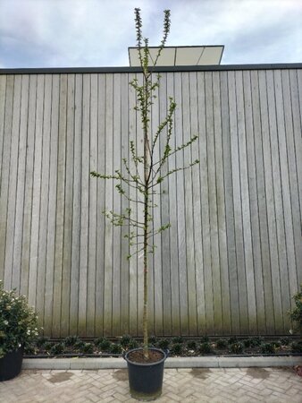 Malus 'Red Sentinel' 8-10 Hoogstam cont. 50L - afbeelding 4
