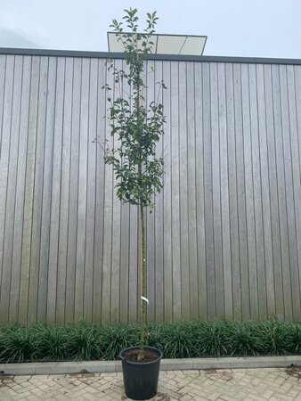 Malus 'Red Sentinel' 8-10 Hoogstam cont. 50L - afbeelding 5