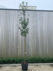 Malus 'Red Sentinel' 8-10 Hoogstam cont. 50L - afbeelding 5