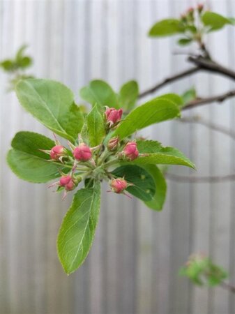 Malus 'Red Sentinel' 8-10 Hoogstam cont. 50L - afbeelding 3