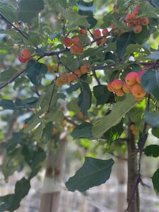 Malus 'Rudolph' 12-14 Hoogstam draadkluit 2 X verplant - afbeelding 4