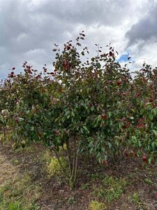 Malus 'Rudolph' 200-250 cm draadkluit meerstammig