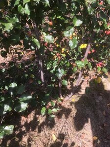 Malus 'Rudolph' 200-250 cm draadkluit meerstammig - afbeelding 2