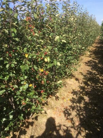 Malus 'Rudolph' 200-250 cm WRB multi-stem - image 1
