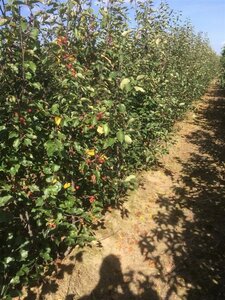 Malus 'Rudolph' 200-250 cm WRB multi-stem