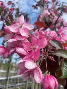 Malus 'Rudolph' 8-10 Hoogstam draadkluit