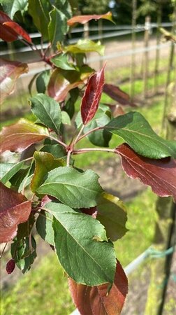 Malus 'Rudolph' 8-10 Hoogstam draadkluit - afbeelding 2