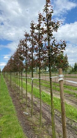 Malus 'Rudolph' 8-10 Hoogstam draadkluit - afbeelding 3