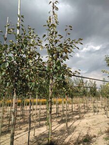 Malus 'Rudolph' 8-10 Hoogstam wortelgoed