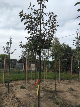 Malus 'Rudolph' 8-10 STA4 BR - image 3