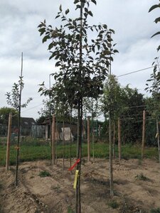 Malus 'Rudolph' 8-10 STA4 BR - image 3