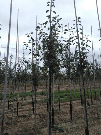 Malus 'Rudolph' 8-10 STA4 BR - image 2