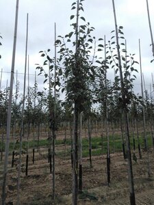 Malus 'Rudolph' 8-10 STA4 BR - image 2