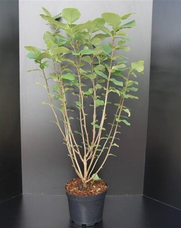 Magnolia sieboldii 100-125 cm cont. 10L