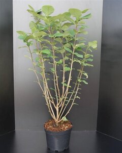 Magnolia sieboldii 100-125 cm cont. 10L