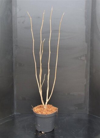 Magnolia sieboldii 60-80 cm cont. 7,5L