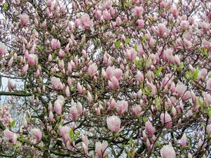 Magnolia soul. 'Lennei' 100-125 cm container - afbeelding 2