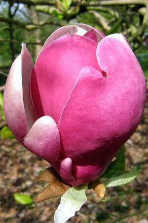 Magnolia soul. 'Lennei' 100-125 cm container - afbeelding 3