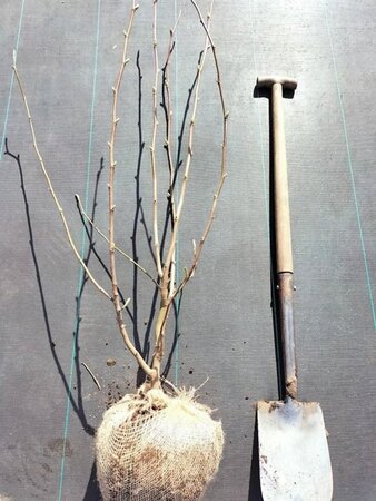 Magnolia soul. 'Lennei' 100-125 cm met kluit