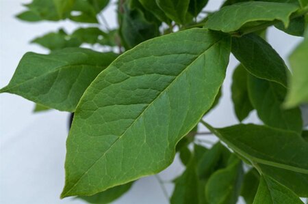 Magnolia soul. 'Lennei' 60-80 cm container - afbeelding 1