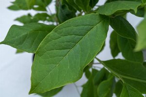 Magnolia soul. 'Lennei' 60-80 cm container