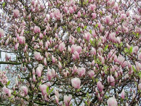 Magnolia soul. 'Lennei' 60-80 cm container - afbeelding 2