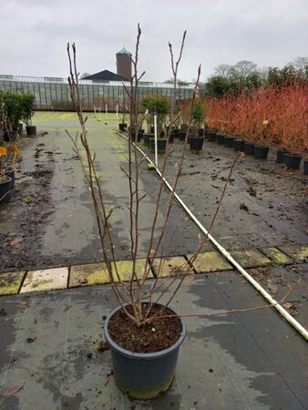 Magnolia soulangeana 100-125 cm cont. 20L - afbeelding 1