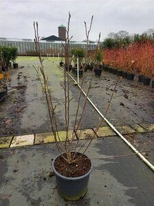 Magnolia soulangeana 100-125 cm cont. 20L - afbeelding 2