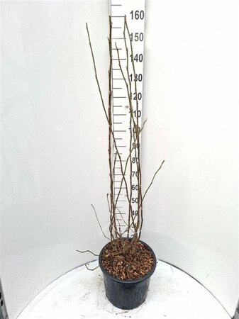 Magnolia soulangeana 100-125 cm cont. 20L - afbeelding 3