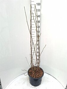 Magnolia soulangeana 100-125 cm cont. 20L - afbeelding 3