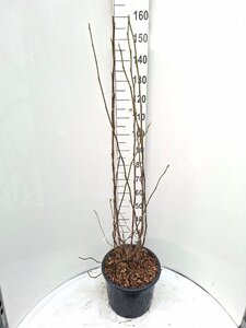 Magnolia soulangeana 100-125 cm cont. 20L - afbeelding 3